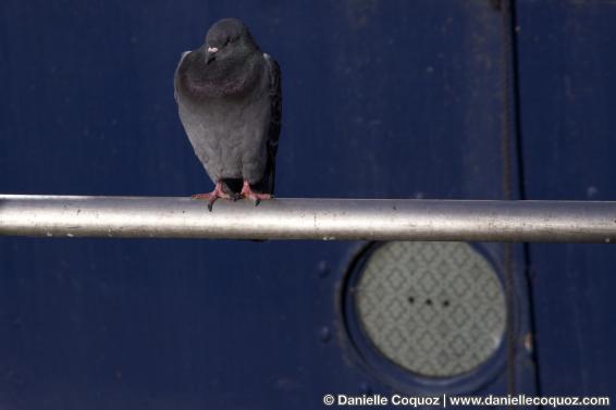 Pigeon portrait