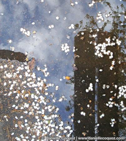 Jadis les plumes des nuages s’envolaient / si loin que nul navigateur / malgré la pluie de suie et les oeillades des nègres / ne les pouvait saisir comme un coquillage amoureux