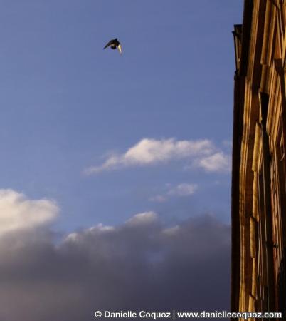 Pigeon vole, Place des Vosges