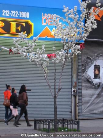 SPRING IN NEW-YORK