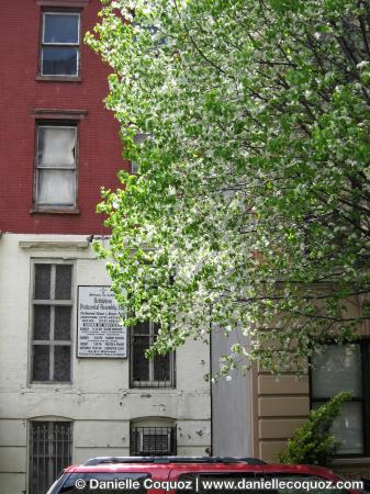 SPRING IN NEW-YORK