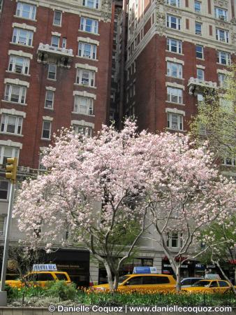 SPRING IN NEW-YORK