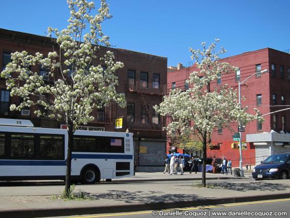 SPRING IN NEW-YORK