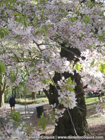 SPRING IN NEW-YORK